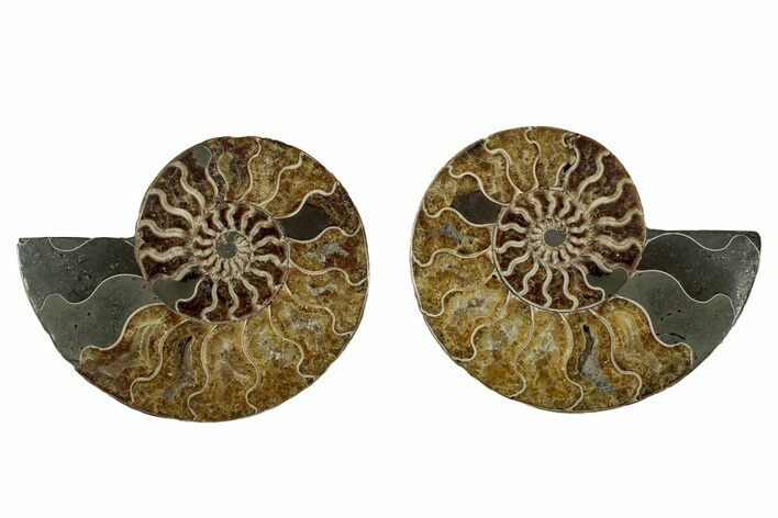 Cut & Polished, Agatized Ammonite Fossil - Madagascar #344480